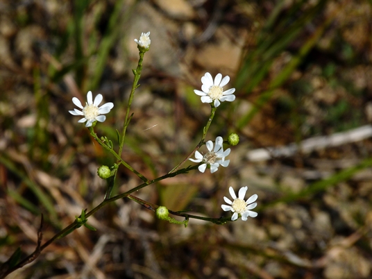 {Solidago ptarmicoides}